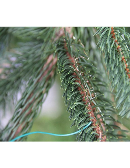 LS-40 leaf temperature sensor type ΔLA-C on Norway spruce