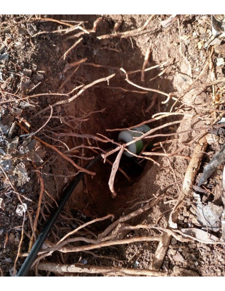 CERES Temp. Humidity & CE Soil Sensor