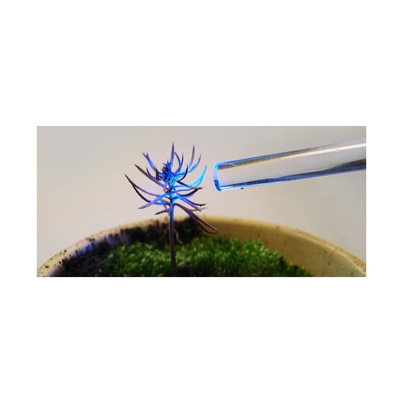 La guía de luz MICRO-PAM señaló una plántula de conífera