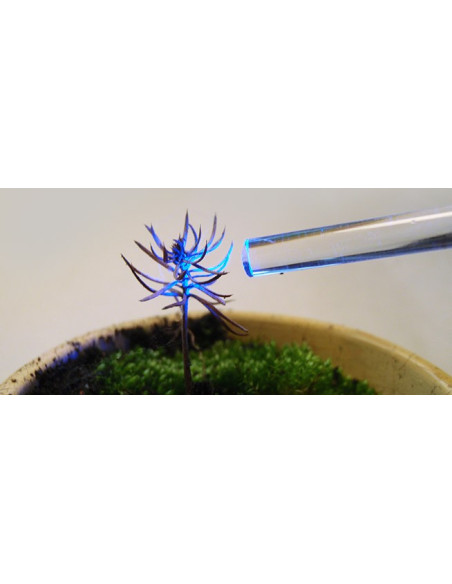 La guía de luz MICRO-PAM señaló una plántula de conífera