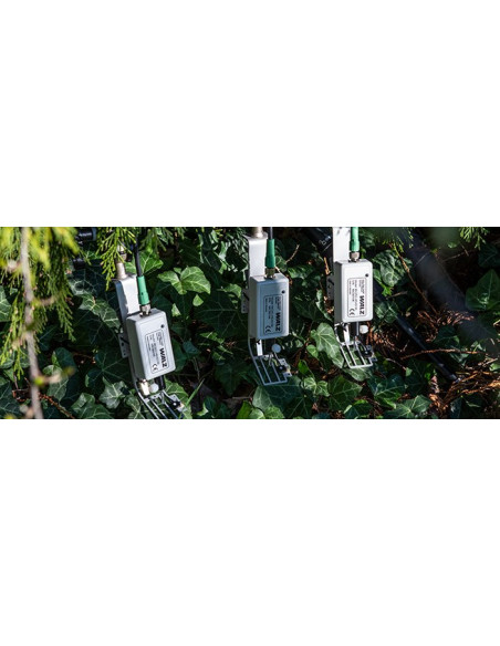 MICRO-CABEZAS que miden la fotosíntesis de la hiedra que cubre el suelo (Hedera helix)