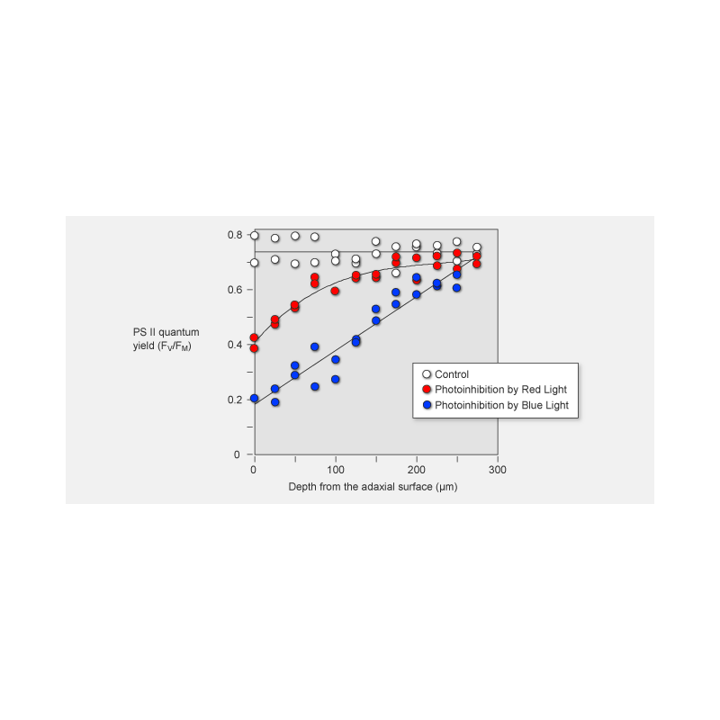 Intra-leaf profiles of FV/FM in leaves of Capsicum annuum measured by a MICROFIBER-PAM having an optical microfiber of 30 μm dia