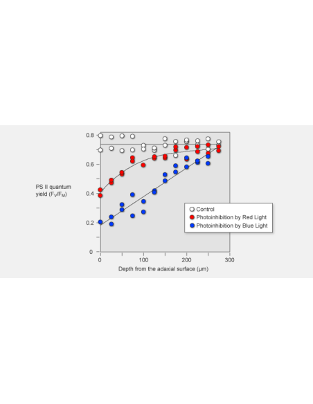 Intra-leaf profiles of FV/FM in leaves of Capsicum annuum measured by a MICROFIBER-PAM having an optical microfiber of 30 μm dia