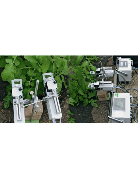 Solanum Lycopersicum: Twin-Measurement with different Temperature Regimes using two GFS-3000