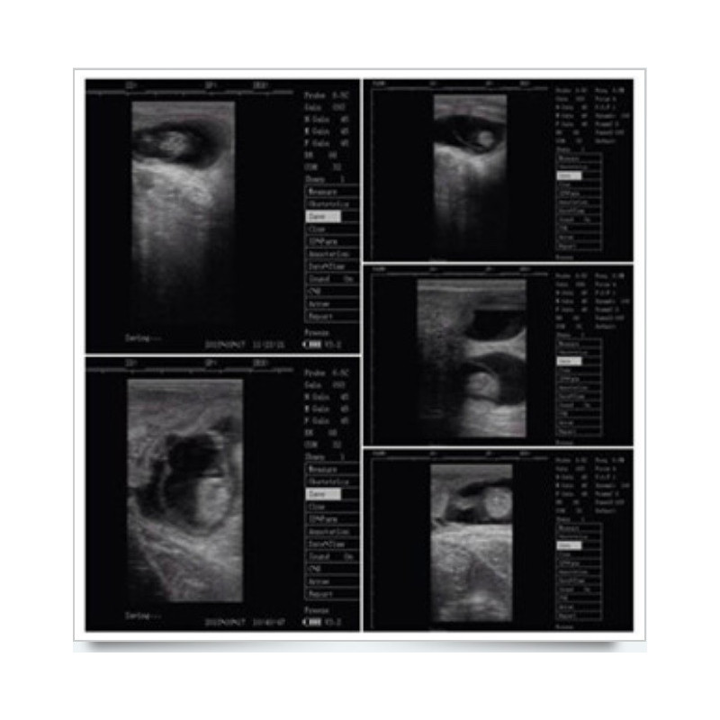 V10 The newest veterinary ultrasound scanner is high-end machine. 7 inch screen ,waterproof ,Used for various animals