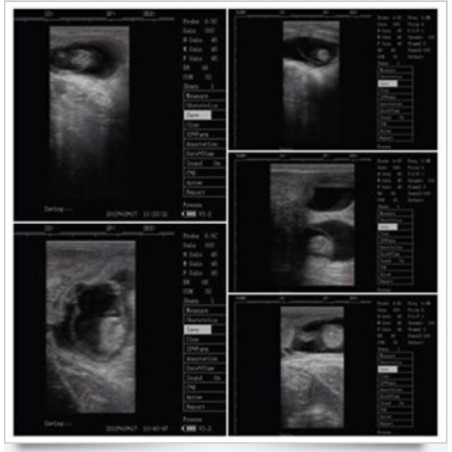 V10 The newest veterinary ultrasound scanner is high-end machine. 7 inch screen ,waterproof ,Used for various animals