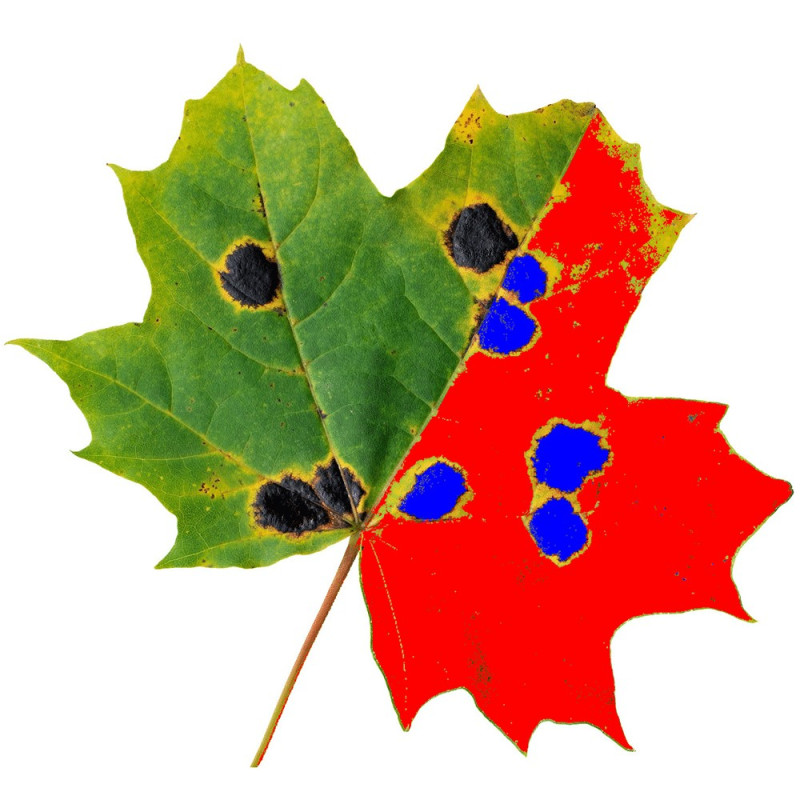 WD-E3 WinDIAS Leaf Image Analysis System