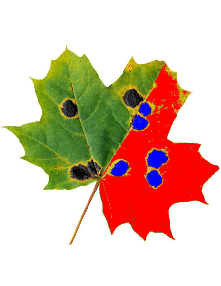 WD-E3 WinDIAS Leaf Image Analysis System