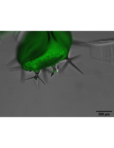 Microscópio Cinético de Fluorescência FC-2000-Z (FKM)
