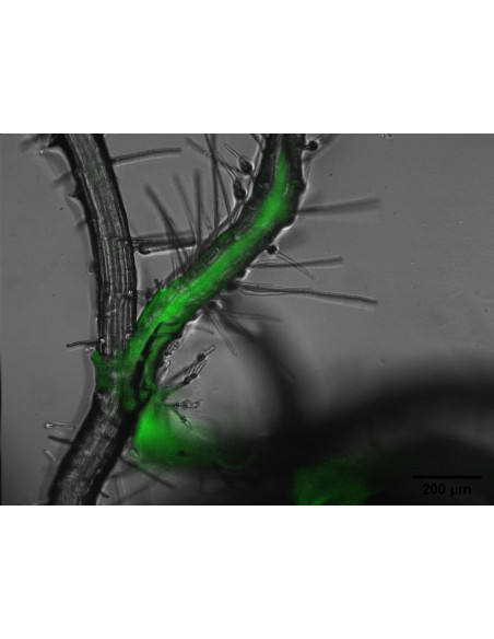 Microscópio Cinético de Fluorescência FC-2000-Z (FKM)