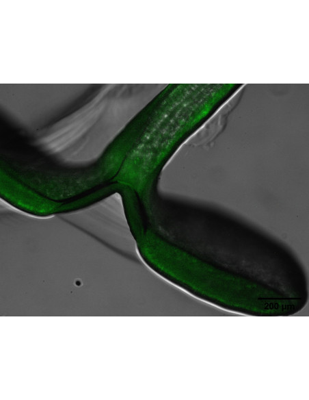 Fluorescence Kinetic Microscope FC 2000-Z (FKM)