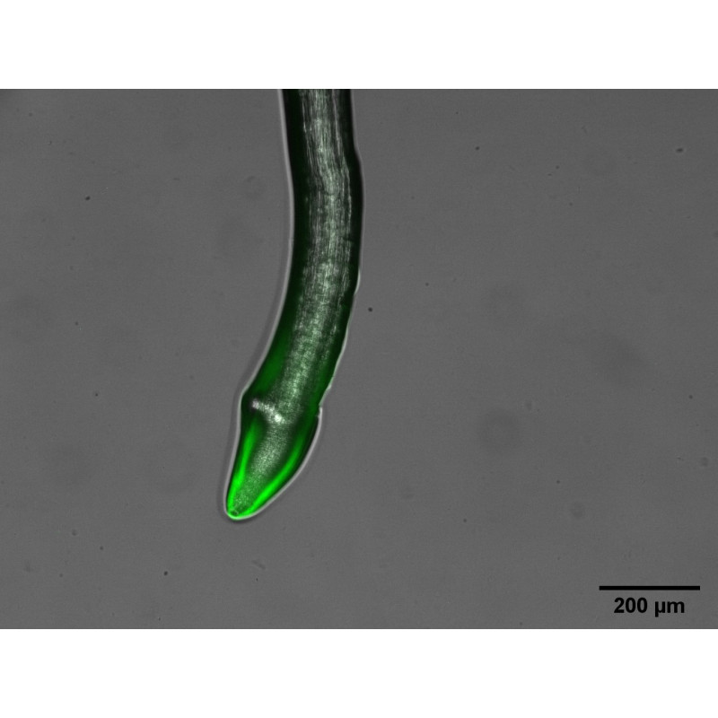 Fluorescence Kinetic Microscope FC 2000-Z (FKM)