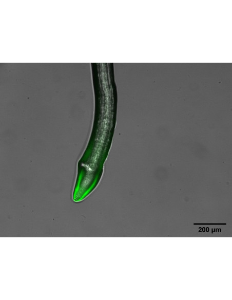 Microscópio Cinético de Fluorescência FC-2000-Z (FKM)
