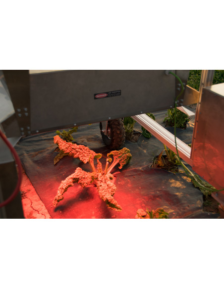 Customized FluorCams