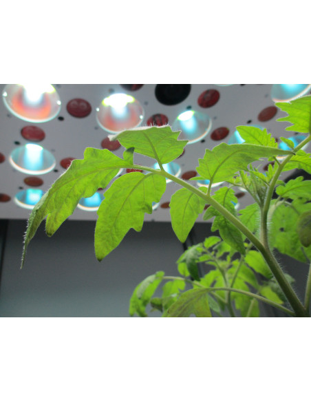 Customized FluorCams