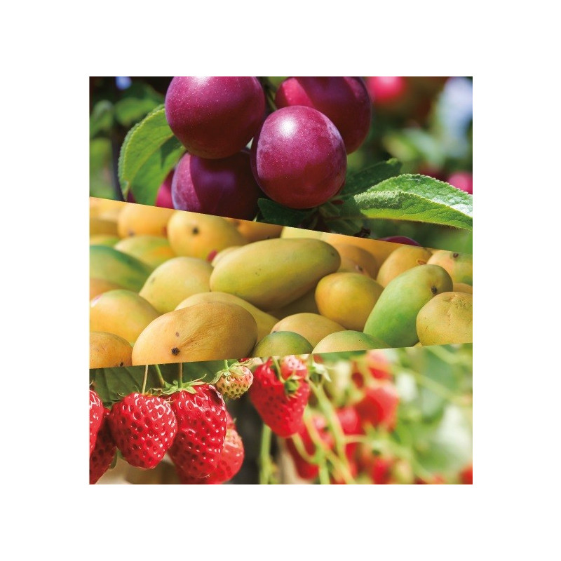 Atago PALHIKARI4 Refractómetro Digital IR para Fresas