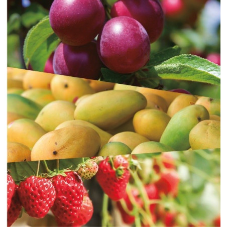 Atago PALHIKARI4 Refratômetro IR Digital para Morangos