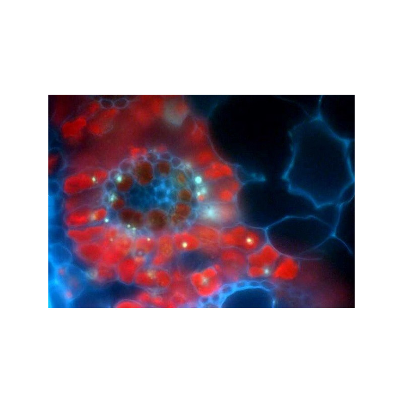 MICROSCOPY-PAM: Modified Zeiss microscope and PAM-CONTROL interface