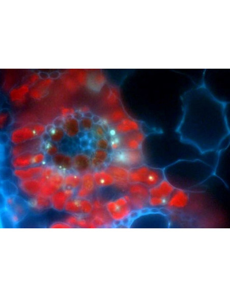 MICROSCOPY-PAM: Modified Zeiss microscope and PAM-CONTROL interface