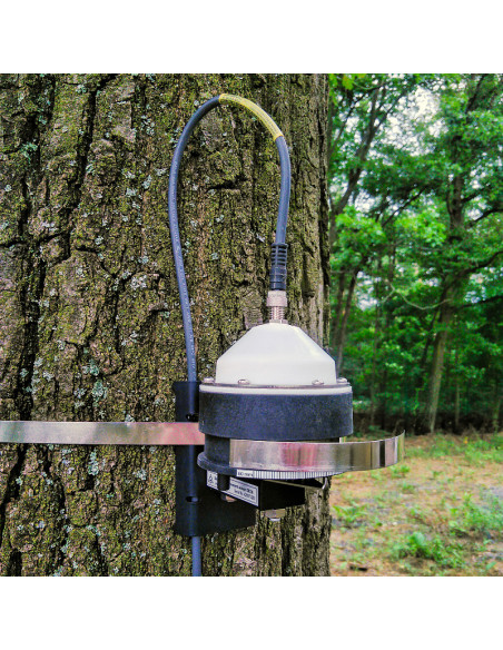 DR26 band dendrometer for large trees