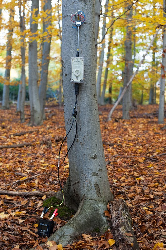 EMS81 sap flow system EMS Brno